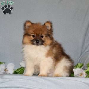 Derek, Pomeranian Puppy